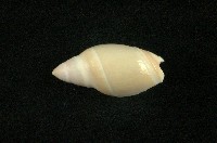 藏品(乳彈頭榧螺)的圖片